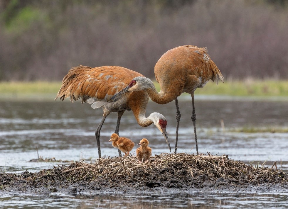 Pair of Sandhill cranes on their nest in a wetland with two small chicks - photo by Ted Thousand